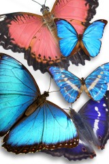 butterflies 03