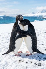 two penguins icy shore